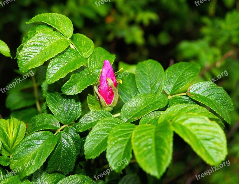 Wild Rose Blossom Bloom Closed Bush