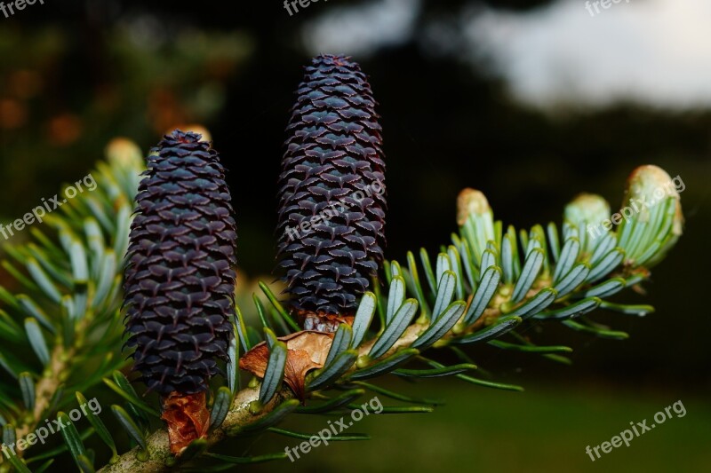 Fir Tree Tannenzweig Pine Cones Needles Tap Blue