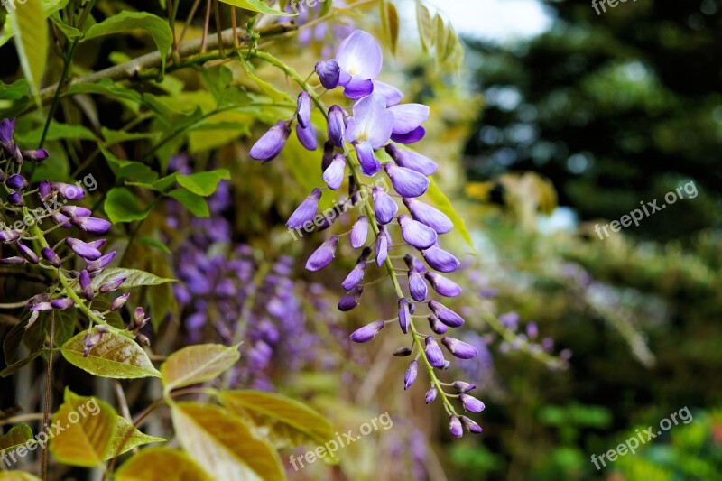 Blue Rain Wisteria Flowers Blossom Toxic