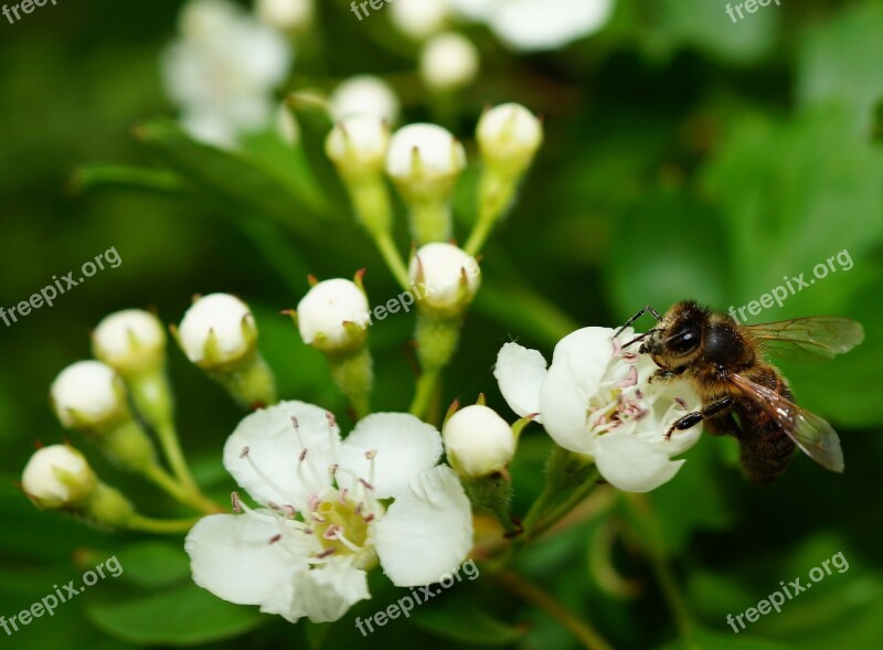 Apple Blossom Apple Tree Bee Pollination Blossom