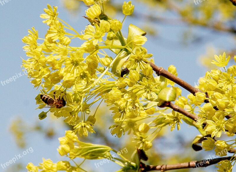 Spring Nature Blossom Bloom Flowers