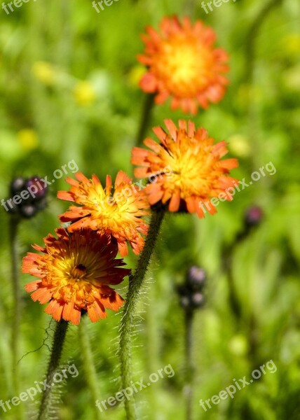 Orange Hawkweed Wild Flower Red King Devil Plant Meadow