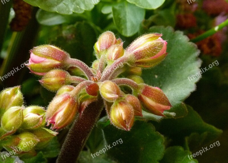 Buds Geranium Flower Garden Summer