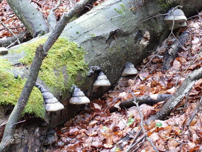 Tree Fungi Forest Mushrooms Green Forest Floor