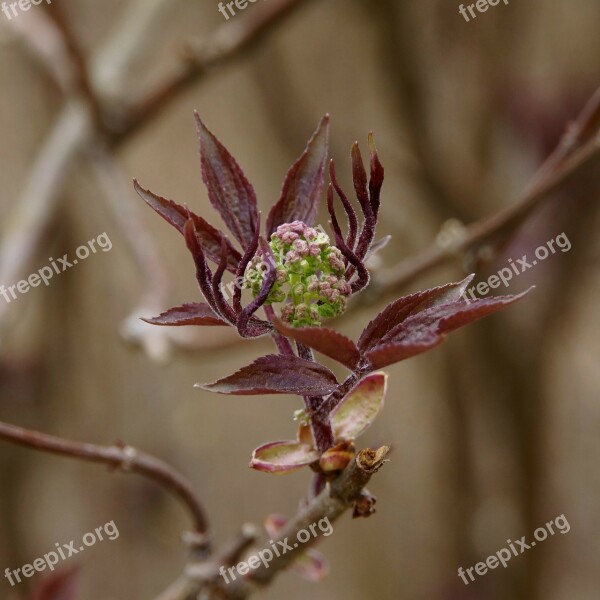 Nature Spring A New Beginning Bud Eye