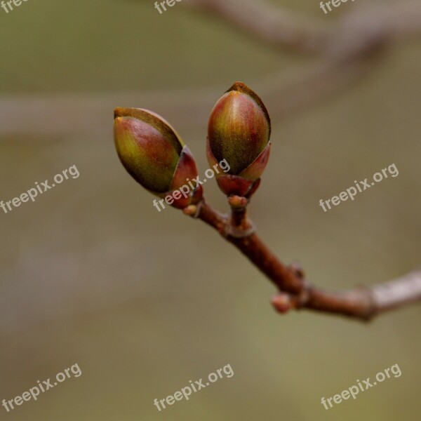 Nature Spring A New Beginning Buds Maple