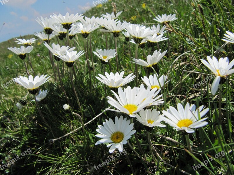 Daisies Flower Meadow Flowers Wild Flowers Flora