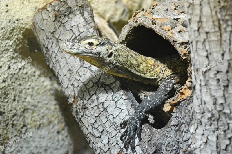 Monitor Lizard Lizard Reptile Veranidae Cold Blooded