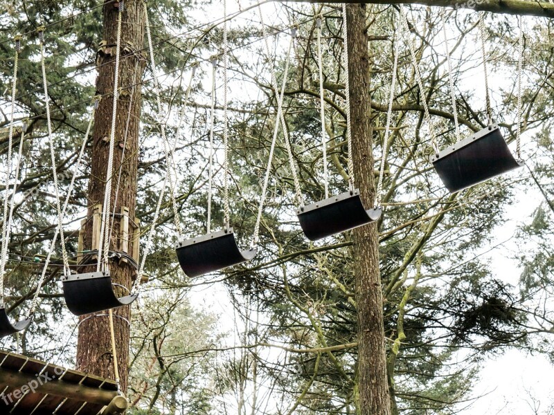 Climbing Forest High Trees Upward Crown