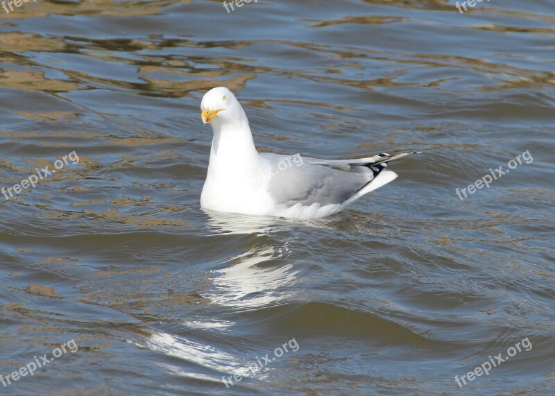 Herring Gull Gulls Larus Argentatus Laridae Large Gull