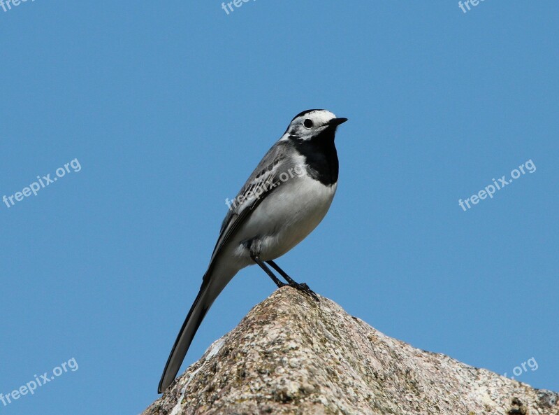 White Wagtail Songbird Motacilla Alba Bird Animals