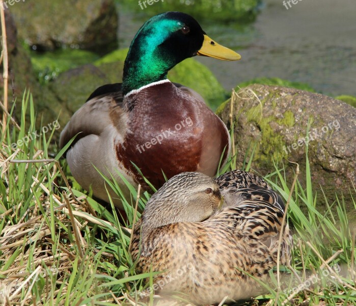 Mallard Anas Platyrhynchos Duck Duck Race Ducks