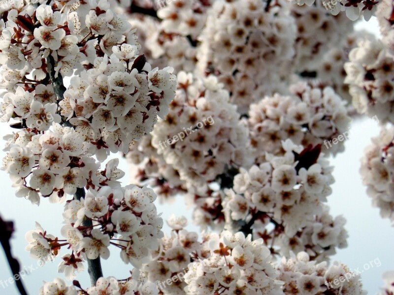 Blossom Blossom Bloom White Blütenmeer