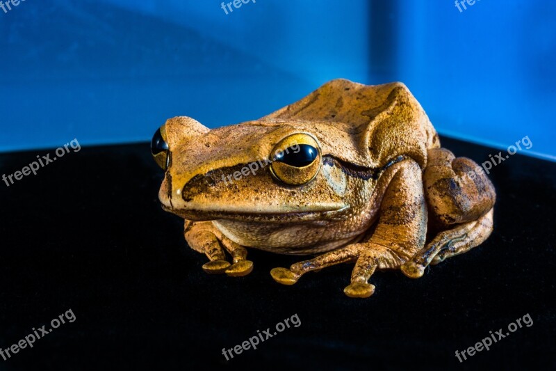 Tree Frog Anuran Frog Amphibians Free Photos