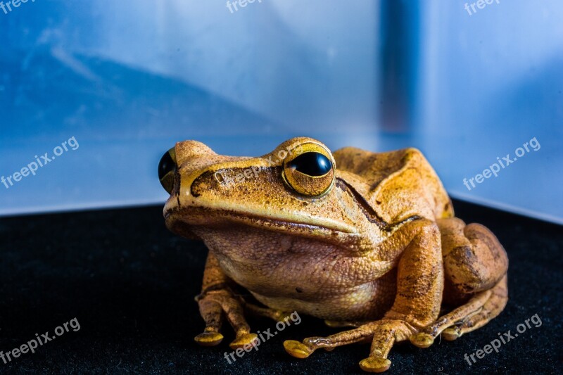 Tree Frog Anuran Frog Amphibians Free Photos