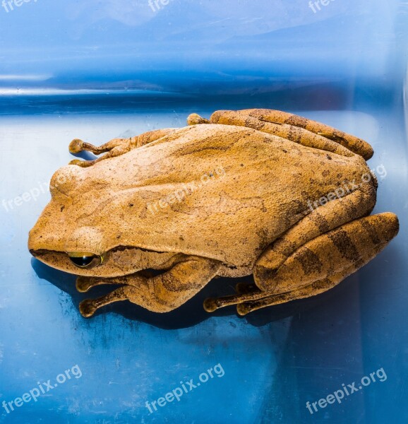 Tree Frog Anuran Frog Amphibians Free Photos