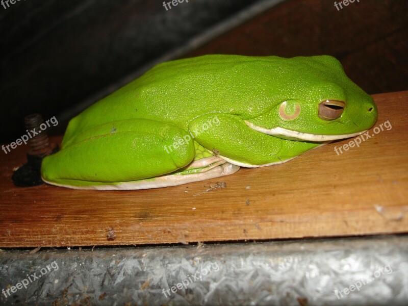 White-lipped Tree Frog Frog Tree Frog Close-up Wildlife