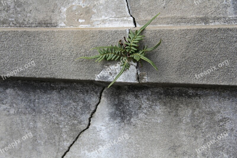 New Orleans Nola Fern Plant Tomb