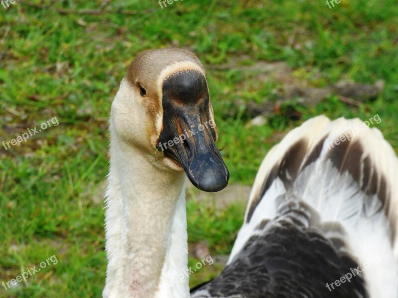 Goose Wild Goose Bird Pen Beak