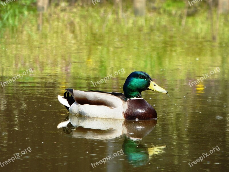 Duck Bird Duckling Lake Water