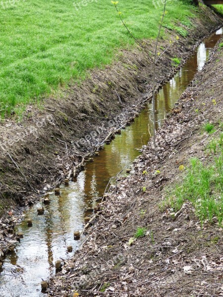 The Brook Brook Water Forest Nature