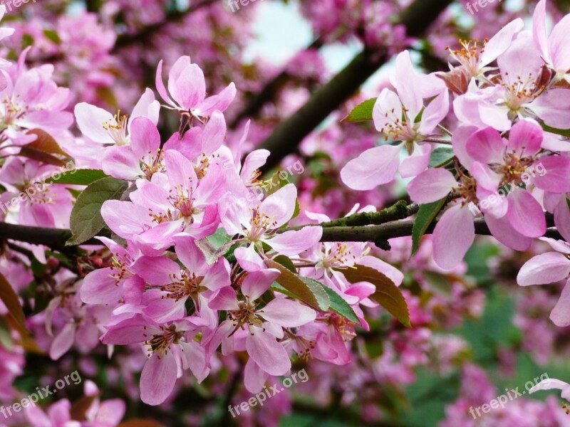 Flower Flowers Magnolias Magnolia Pink