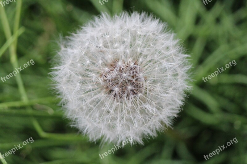 Dandelion Buttercup Common Kuhblume Taraxacum Officinale Free Photos