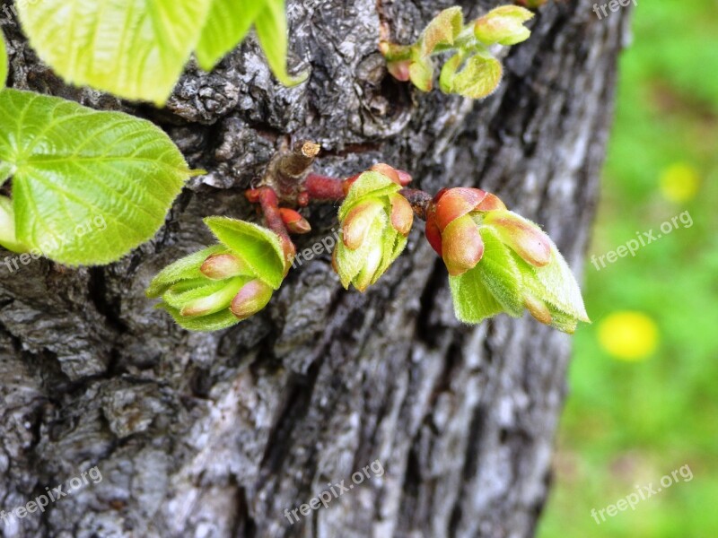 The Buds Nature Bud Spring Blooms