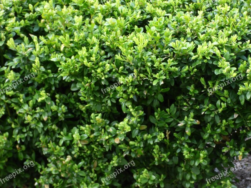 Plant Vegetation Green The Bushes Bushes