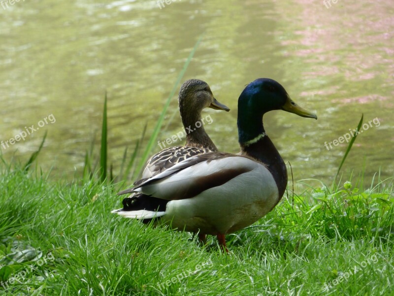 Duck Ducks Lake Park Green