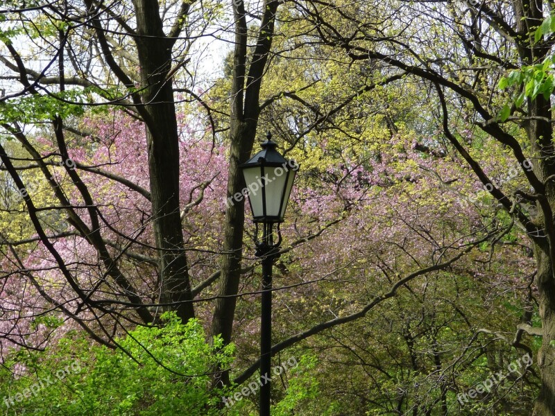 Spring Lantern Blooms Flowers Tree