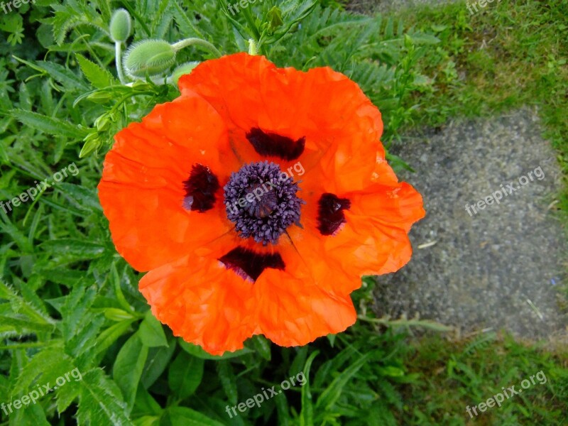 Poppy Blossom Bloom Nature Wildflowers