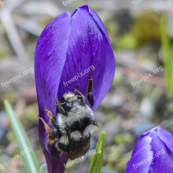 Bumble Bee Purple Crocus Blossom Flower