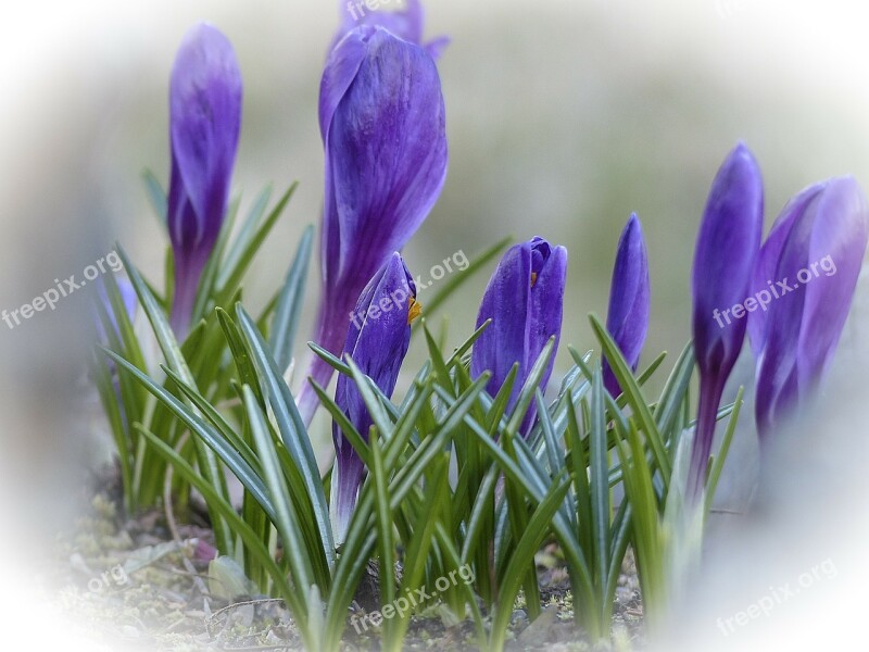 Purple Crocus Blossom Flower Nature