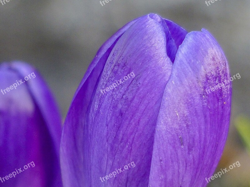 Purple Crocus Blossom Flower Nature