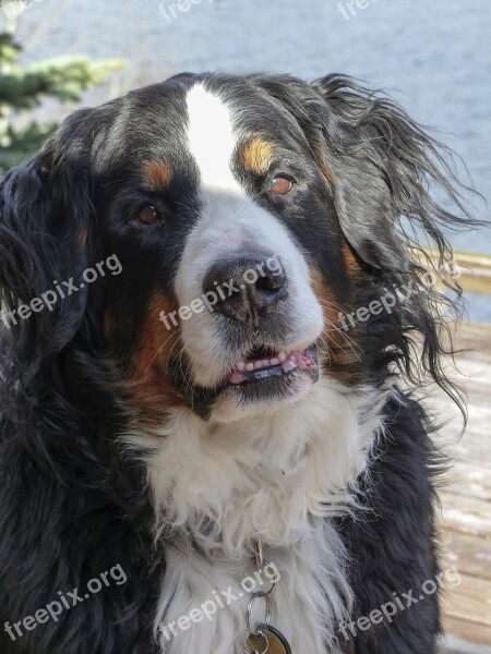 Bernese Mountain Dog Waiting Nature