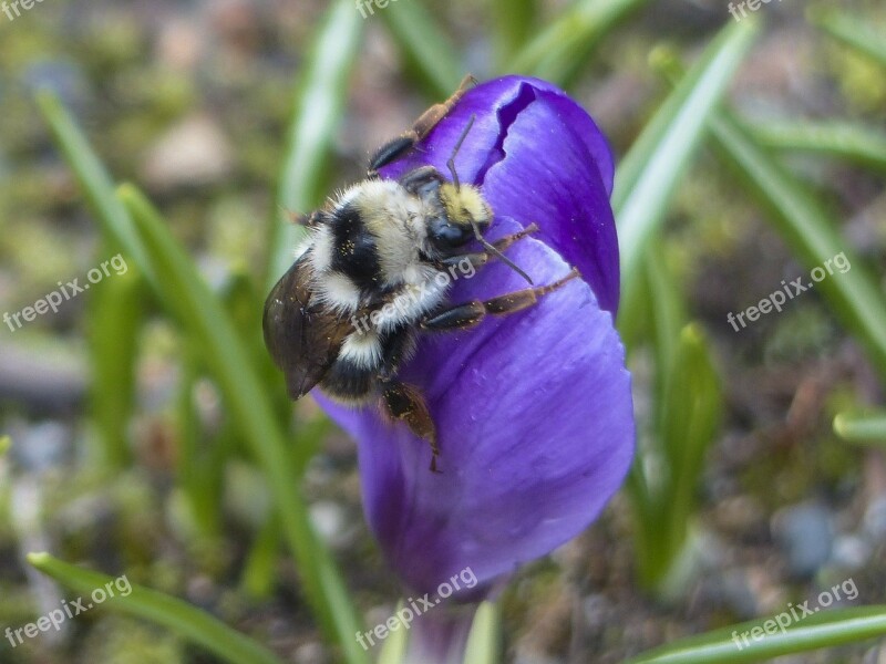 Bumble Bee Purple Crocus Blossom Flower