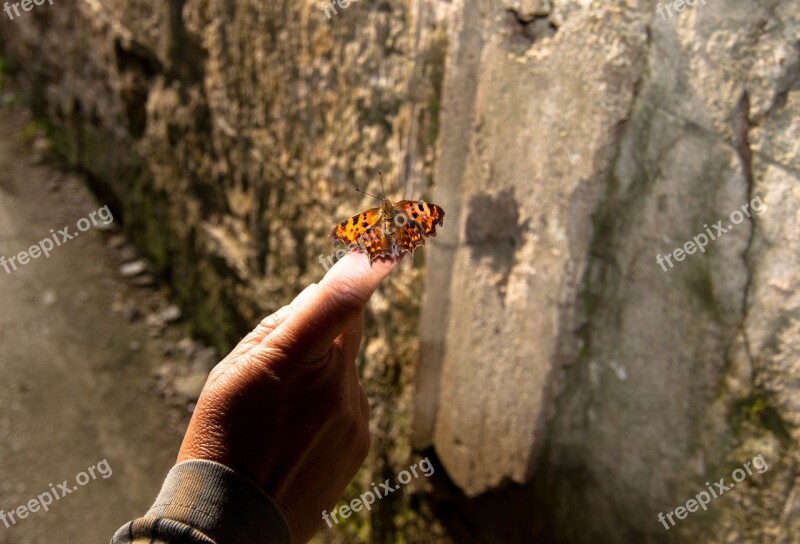 Butterfly Insect Hand Finger Free Photos