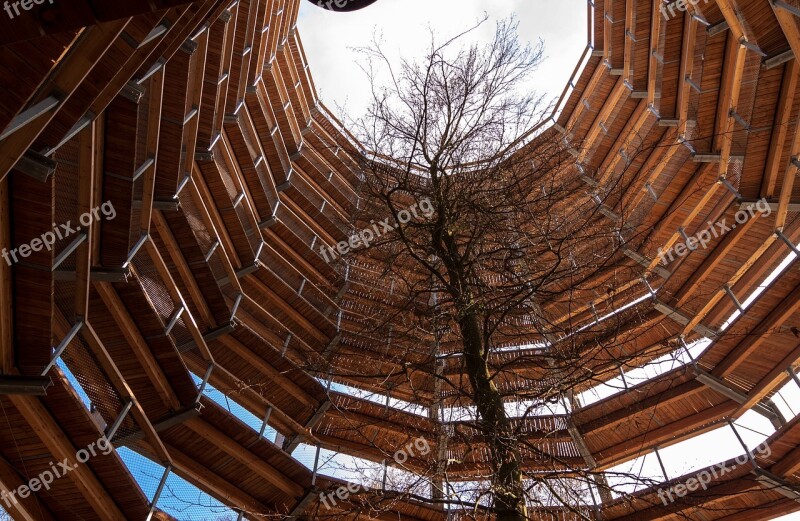 Tree Trail Treetop Path Platform Forest Free Photos