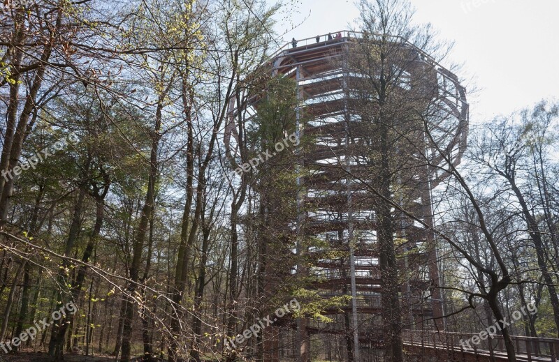 Treetop Path Platform Tree Trail Treetop Upward