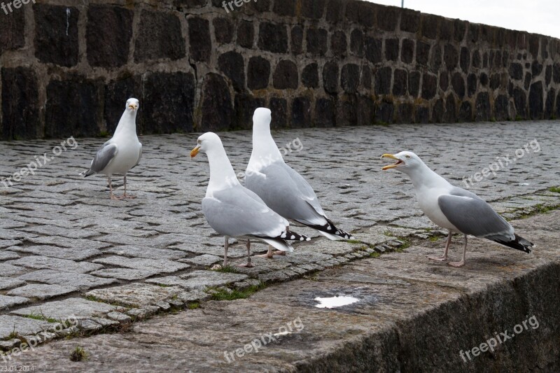 Gulls Seagulls Port Water Bird Free Photos