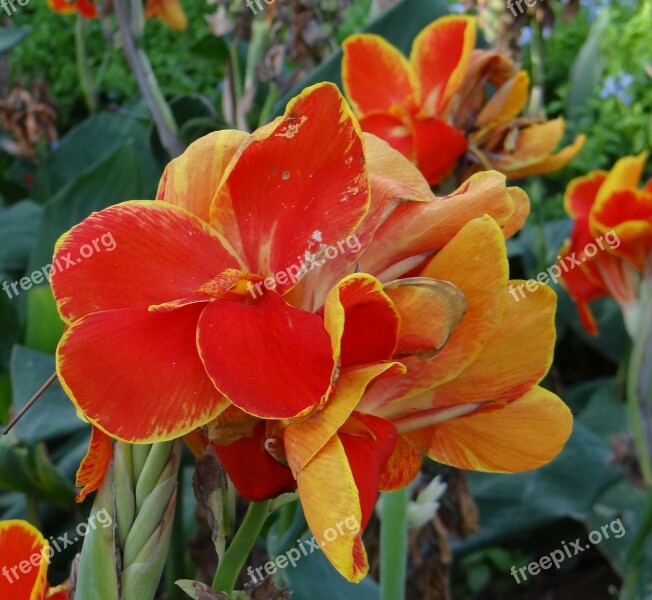 Canna Keli Canna Lily Flower Orange