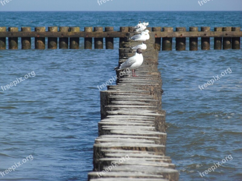 Seagull Breakwater Baltic Sea Free Photos