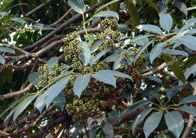 Heptapleurum Venulosum Schefflera Vine Dhovalata Bansimar Bili-bhuthala