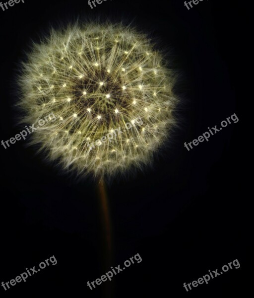 Dandelion Wild Flower Blossom Bloom Flower