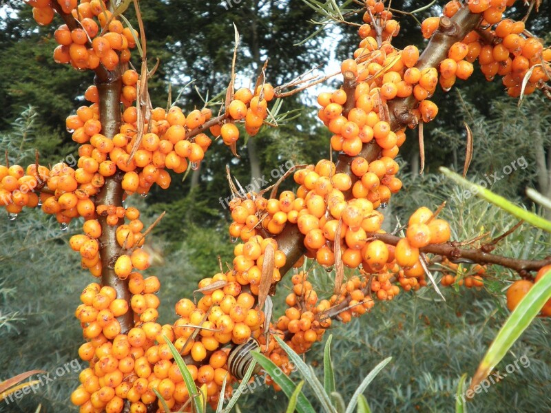 Sea Buckthorn Wild Fruit Ripe Orange Fruits