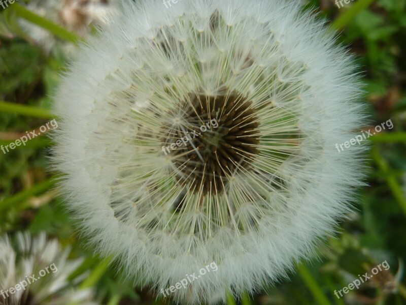 Withered Dandelion Number Flower Pointed Flower Blossom Bloom