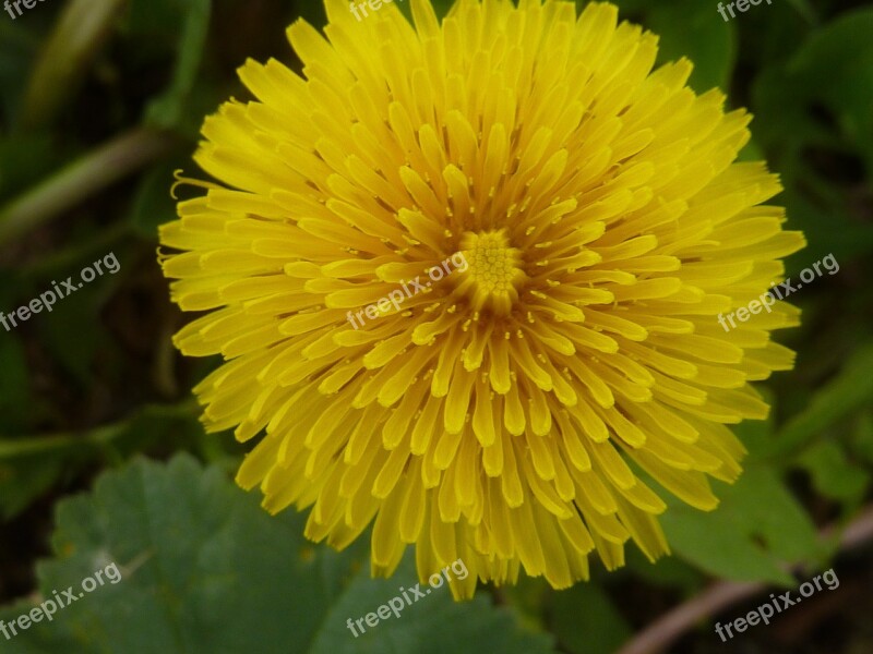 Dandelion Flower Yellow Plant Bloom