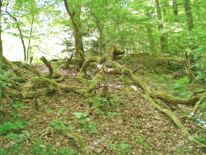 Moss Root Green Forest Wilderness