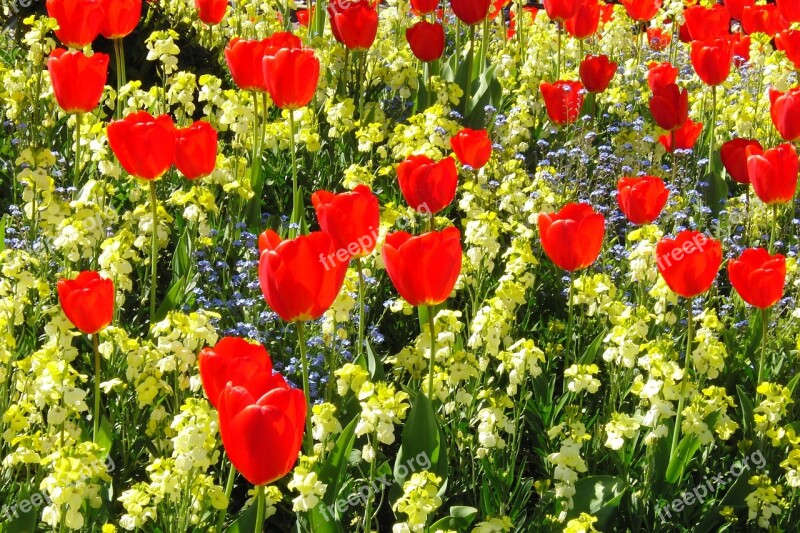 Tulips Red Flowers Flower Blossom